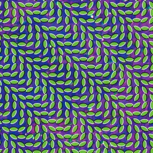 animal-collective